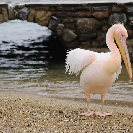 Mykonos Gem 2* Mykonos Town